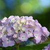 紫陽花とカマキリ幼虫