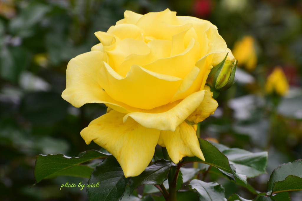 Yellow　Rose