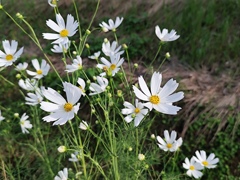畦道に咲く秋桜