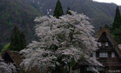 桜と合掌造り