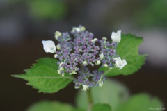 小さな紫陽花