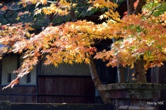 古民家の黄葉
