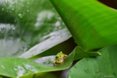 アマガエル