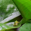 アマガエル