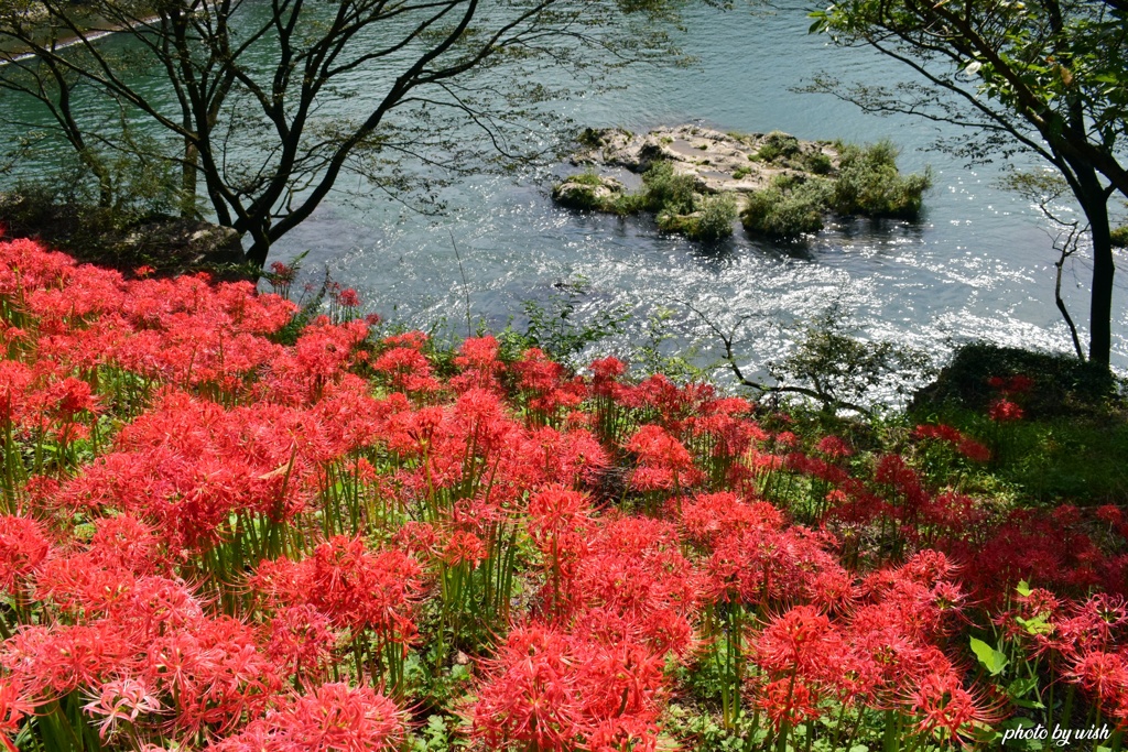 彼岸花