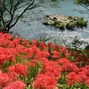 彼岸花