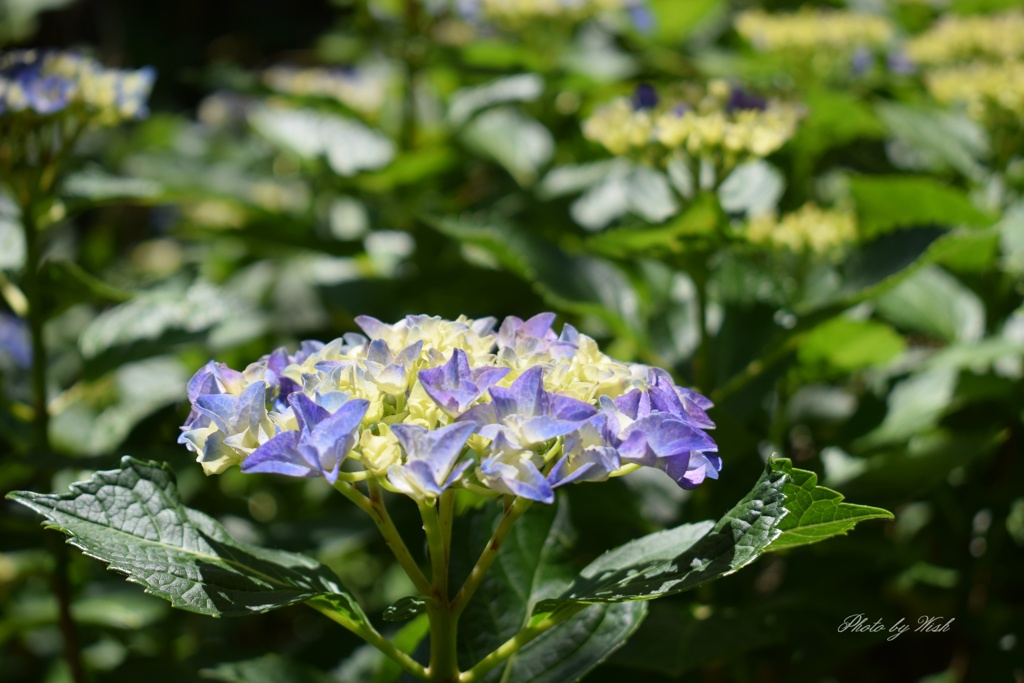 紫陽花