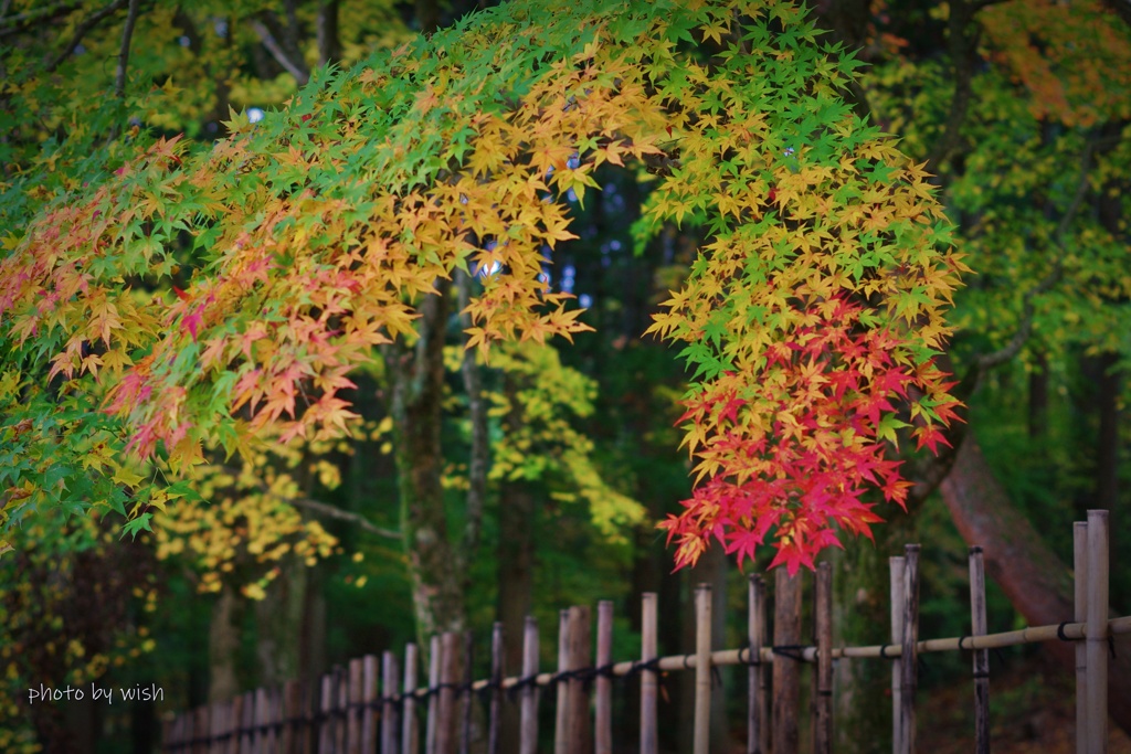 紅葉の色付き