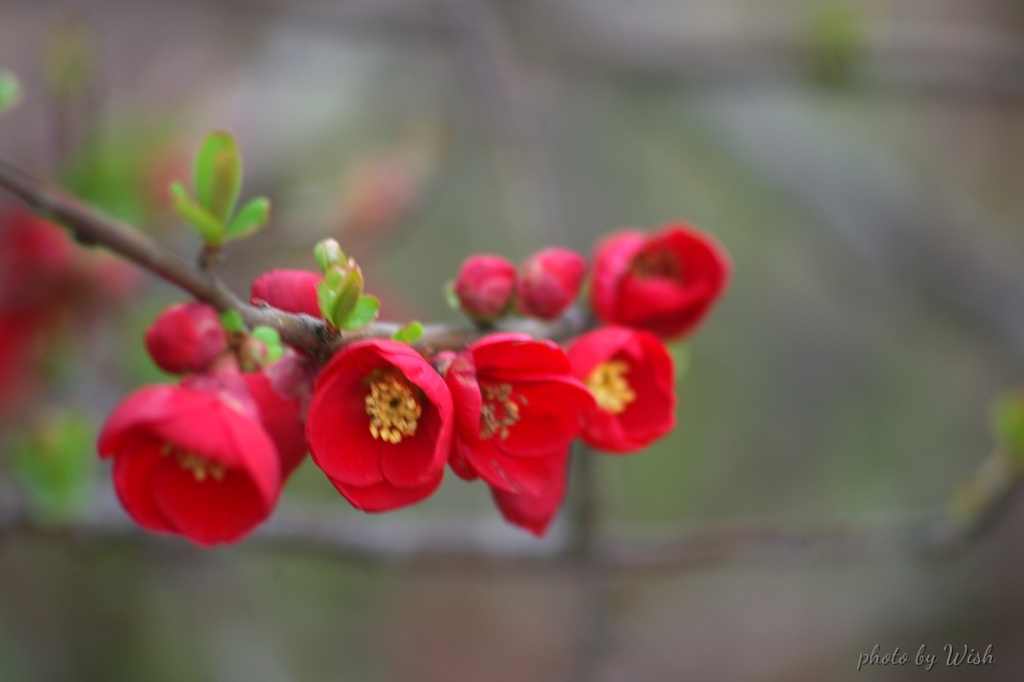 木瓜の花