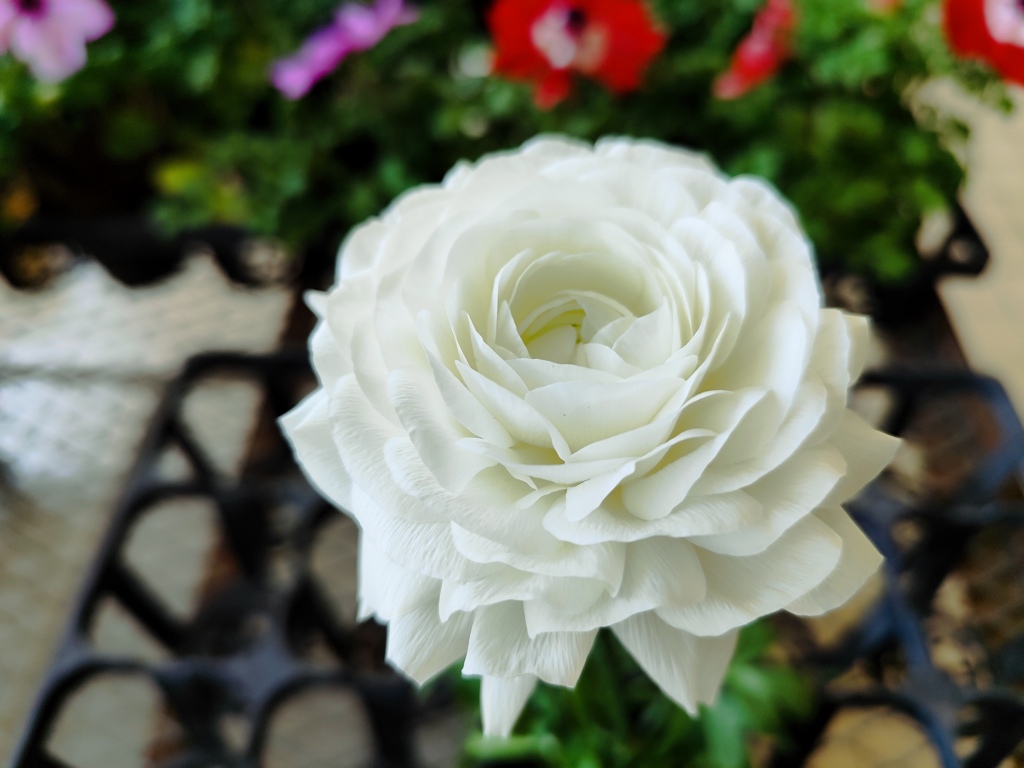 幾重にも重なる花弁
