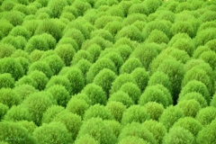 Ｇｒｅｅｎ＆Ｇｒｅｅｎ