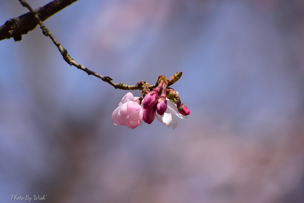十月桜の蕾