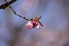 十月桜の蕾