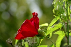 赤色の花
