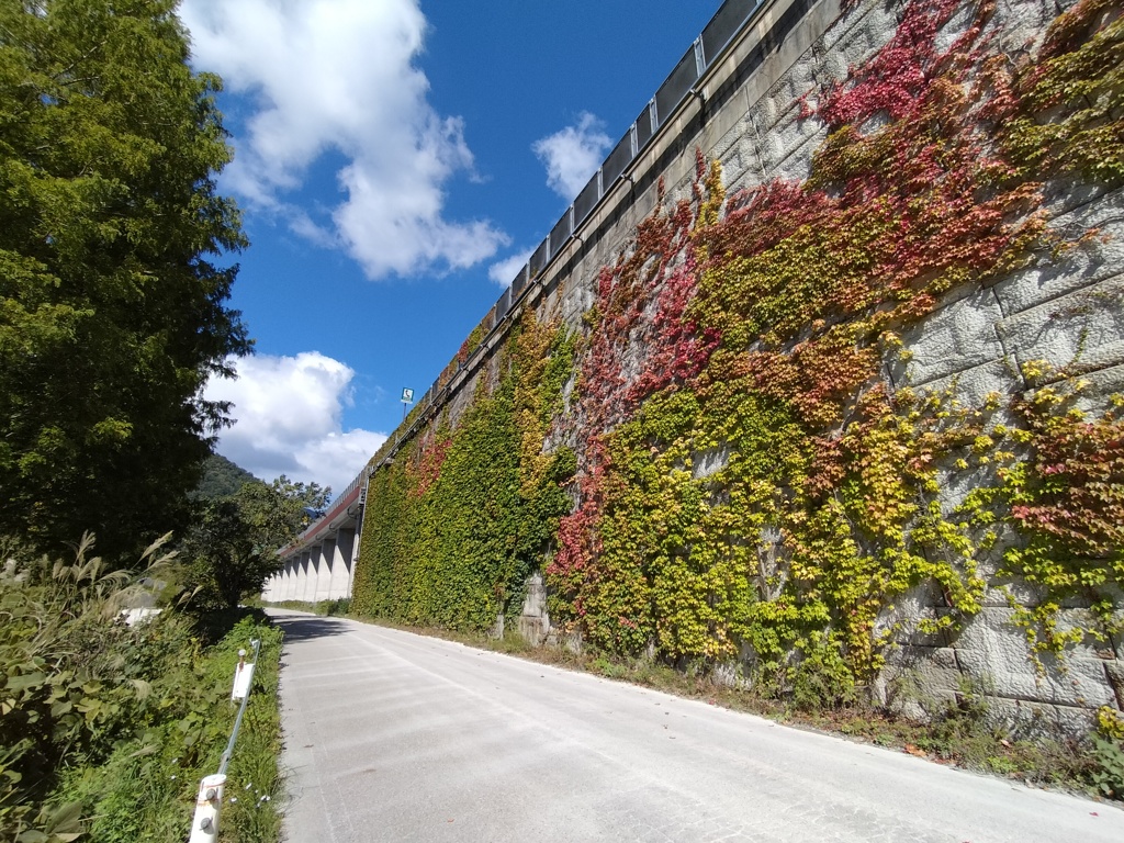 色付き蔦の葉の壁面