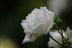 White　Rose