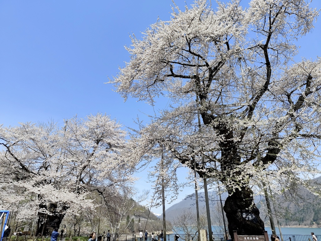 荘川桜