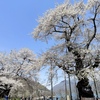 荘川桜