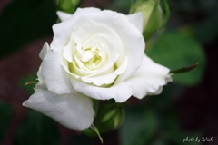 Ｗｈｉｔｅ　Ｒｏｓｅ