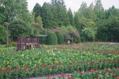 チューリップ公園のカンナ迷路