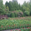 チューリップ公園のカンナ迷路