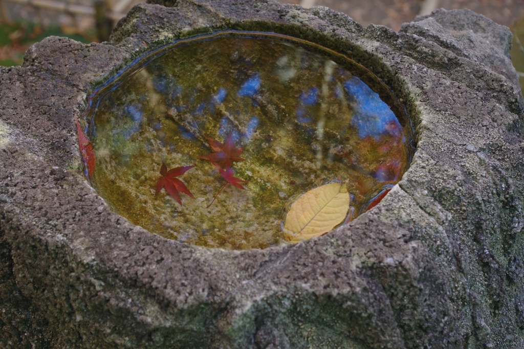 兼六園：落ち葉
