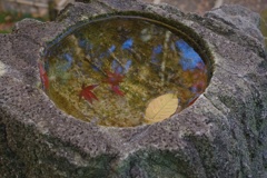 兼六園：落ち葉