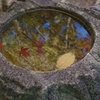 兼六園：落ち葉