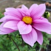 花弁に雫