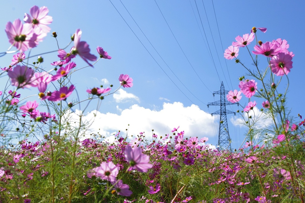 夢の平：コスモスウォッチング2013