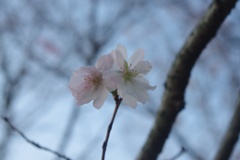 十月桜：Pink＆White