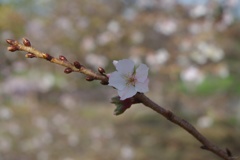 11月に咲く桜