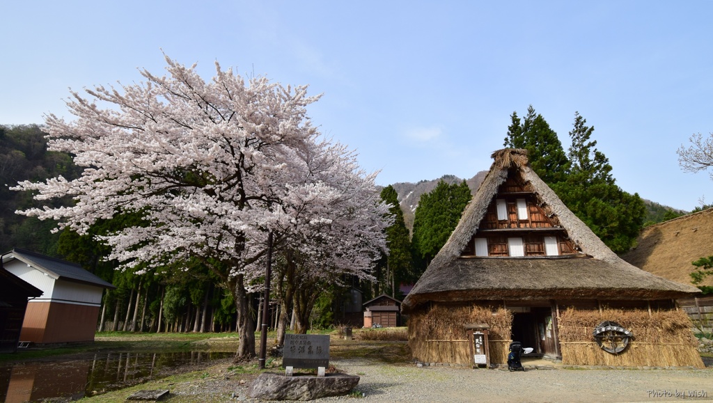 桜のある風景