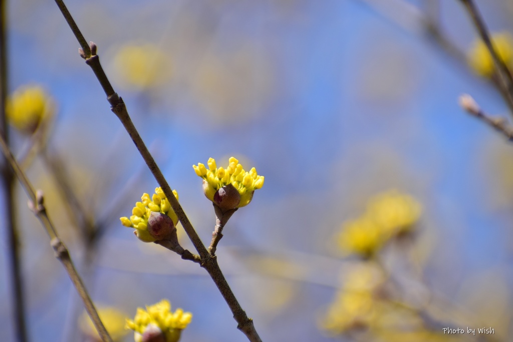 黄色の花
