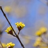 黄色の花
