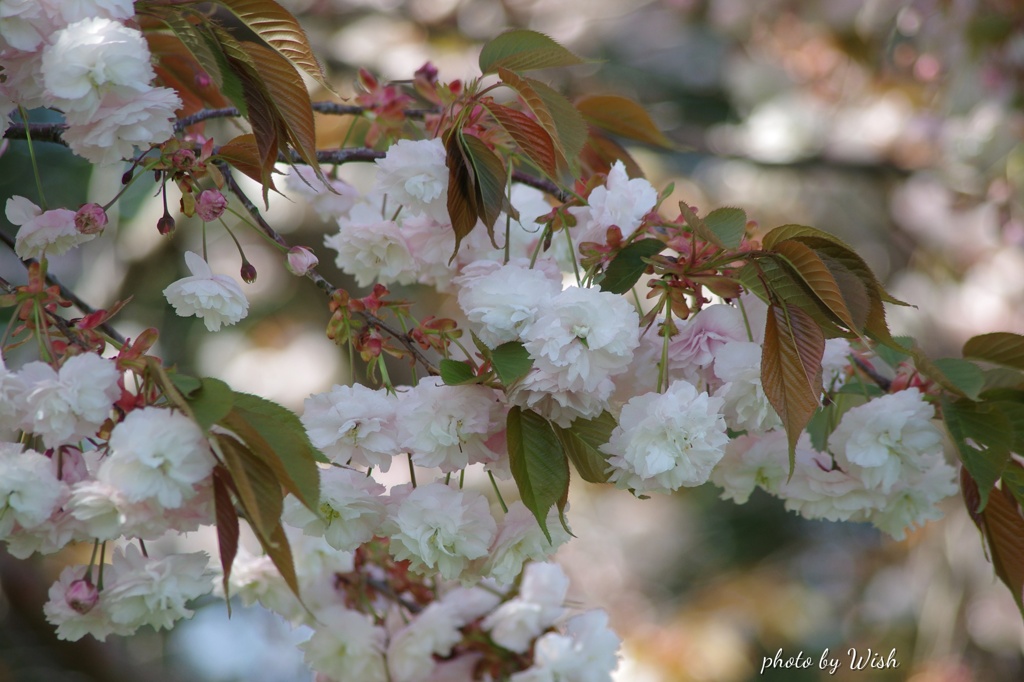 八重桜