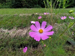 秋桜
