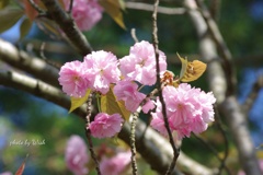 八重桜