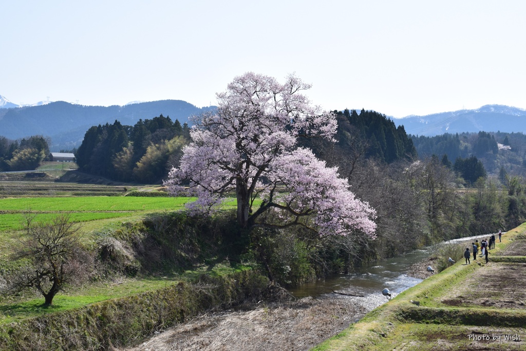 城端　桜名所