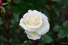 上品な白薔薇