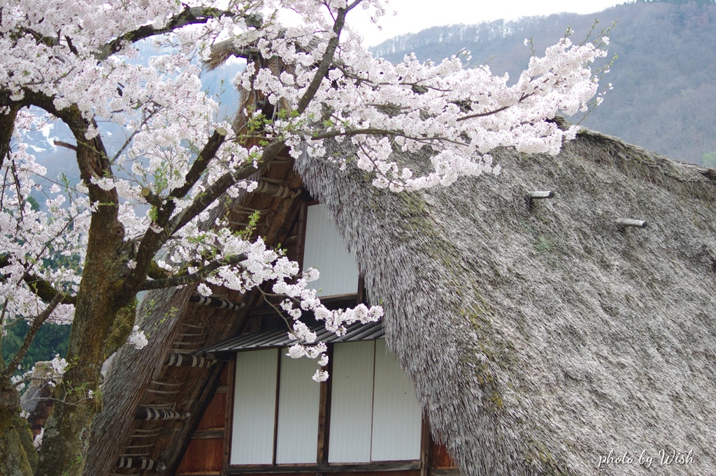 2019年の菅沼集落の春