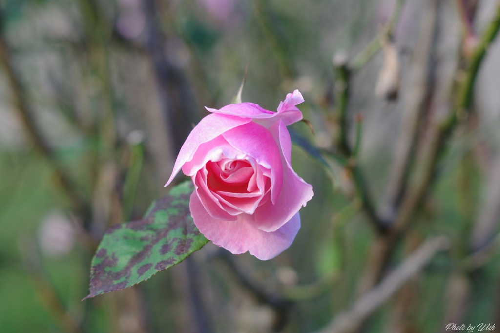 11月の薔薇