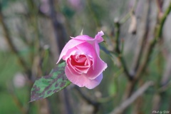 11月の薔薇