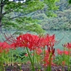 湖畔に咲く