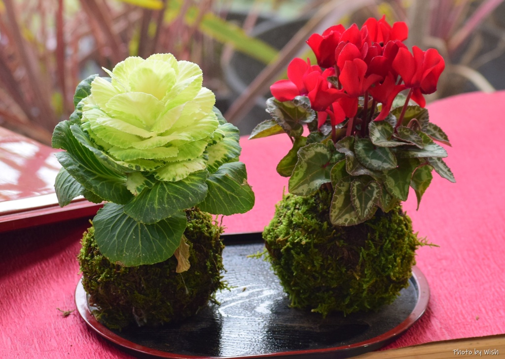 苔玉栽培