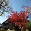 紅葉三昧