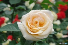2016 Rose