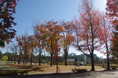 紅葉樹木
