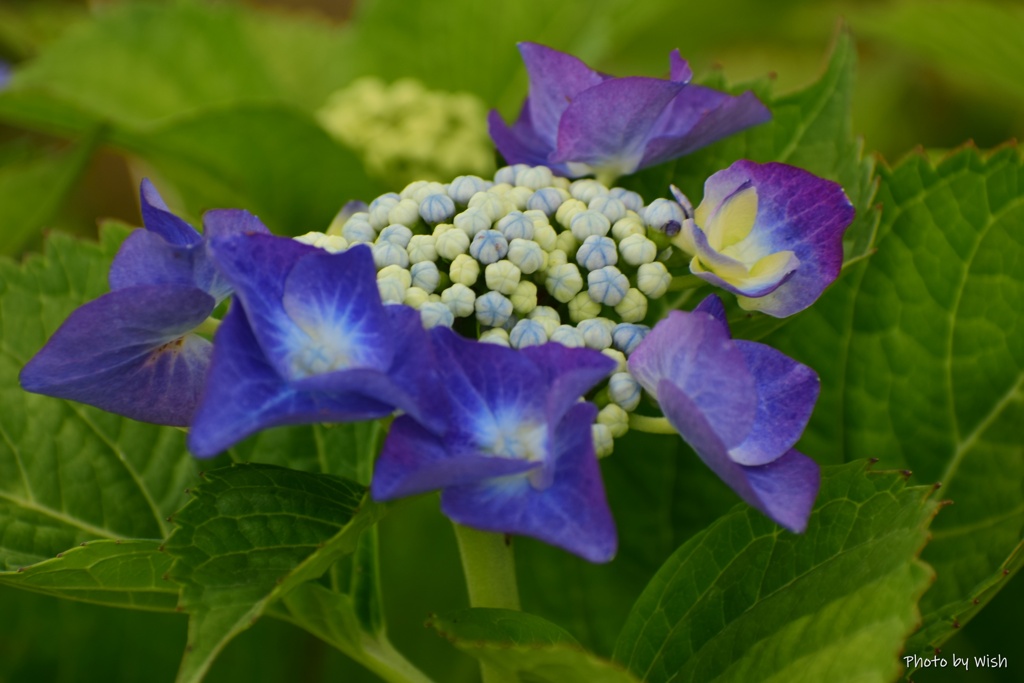 小さな額紫陽花