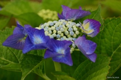 小さな額紫陽花